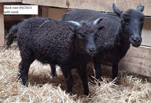 Load image into Gallery viewer, New Zealand Ouessant Embryos