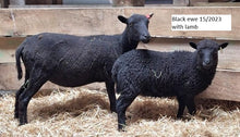 Load image into Gallery viewer, New Zealand Ouessant Embryos