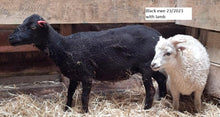 Load image into Gallery viewer, New Zealand Ouessant Embryos