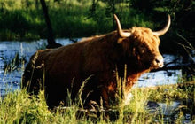 Load image into Gallery viewer, Gusgurlach of Windrush