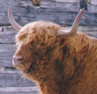 Load image into Gallery viewer, Gusgurlach of Windrush