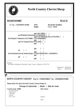 Load image into Gallery viewer, UK IMPORTED North Country Cheviot Embryos
