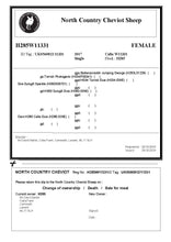 Load image into Gallery viewer, UK IMPORTED North Country Cheviot Embryos
