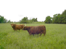 Load image into Gallery viewer, Gusgurlach of Windrush