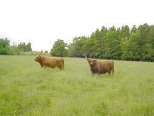 Load image into Gallery viewer, Gusgurlach of Windrush