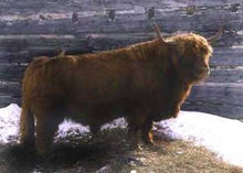 Load image into Gallery viewer, Gusgurlach of Windrush