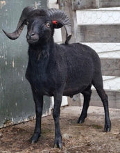 Load image into Gallery viewer, Oui Ouessant 28/2023 "Sooty"