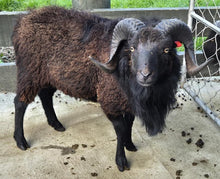 Load image into Gallery viewer, Oui Ouessant 28/2023 "Sooty"