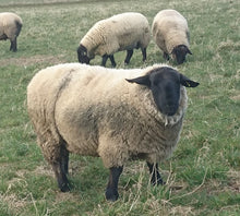 Load image into Gallery viewer, Essie Cassius