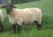 Load image into Gallery viewer, Essie Cassius