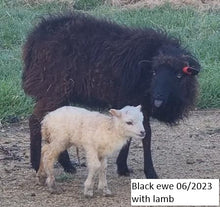 Load image into Gallery viewer, New Zealand Ouessant Embryos
