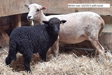 Load image into Gallery viewer, New Zealand Ouessant Embryos
