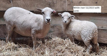 Load image into Gallery viewer, New Zealand Ouessant Embryos
