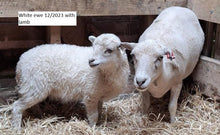 Load image into Gallery viewer, New Zealand Ouessant Embryos
