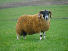 Load image into Gallery viewer, Woolford 13975
