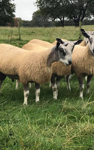 Load image into Gallery viewer, Auchry 4447/N007
