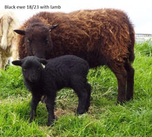 Load image into Gallery viewer, New Zealand Ouessant Embryos
