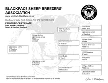 Load image into Gallery viewer, Woolford 13975
