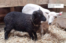 Load image into Gallery viewer, New Zealand Ouessant Embryos
