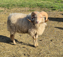 Load image into Gallery viewer, Oui Ouessant 22/2024 "Liam"
