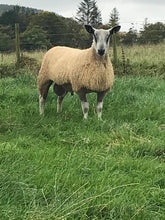 Load image into Gallery viewer, Auchry 4447/N007
