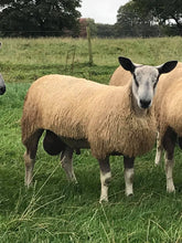 Load image into Gallery viewer, Auchry 4447/N007
