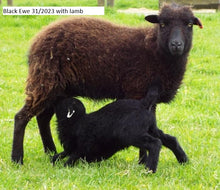 Load image into Gallery viewer, New Zealand Ouessant Embryos

