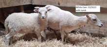 Load image into Gallery viewer, New Zealand Ouessant Embryos

