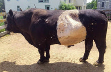 Load image into Gallery viewer, Hav-A-Belt Unbridled
