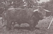 Load image into Gallery viewer, Autumn Mist Samuel (AI,D)
