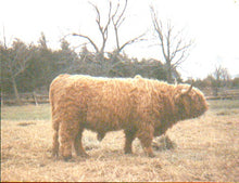 Load image into Gallery viewer, Gusgurlach of Windrush
