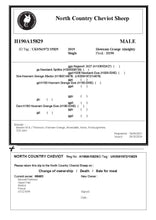 Load image into Gallery viewer, UK IMPORTED North Country Cheviot Embryos
