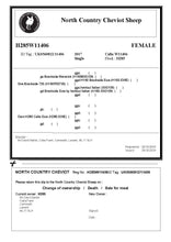 Load image into Gallery viewer, UK IMPORTED North Country Cheviot Embryos
