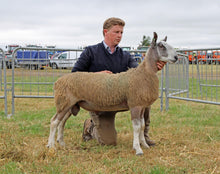 Load image into Gallery viewer, Auchry 4447/L003
