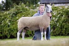 Load image into Gallery viewer, Auchry 4447/L003
