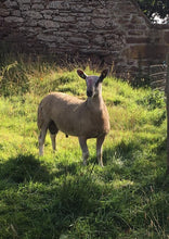 Load image into Gallery viewer, Auchry 4447/L003
