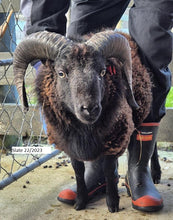 Load image into Gallery viewer, New Zealand Ouessant Embryos
