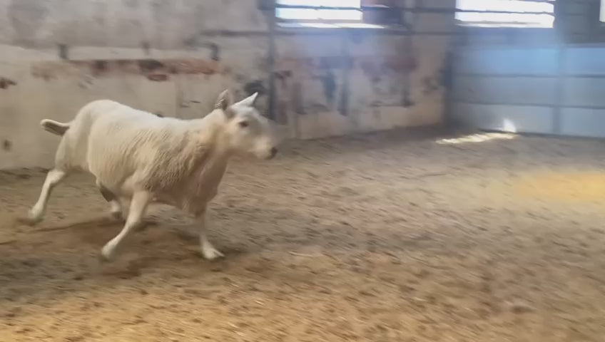 North Country Cheviot Embryos