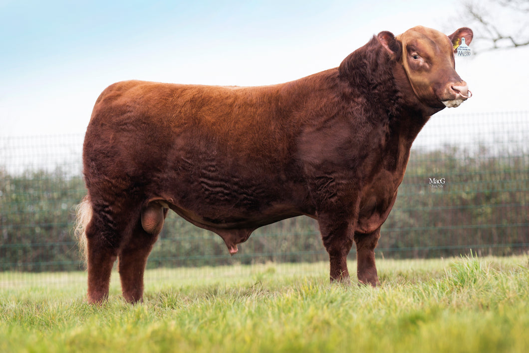 HAWKLEY RED ZAVIER P722