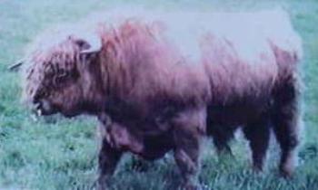 Constellation of Swains